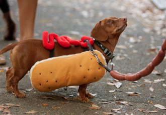 ホットドッグをモチーフにした犬の服