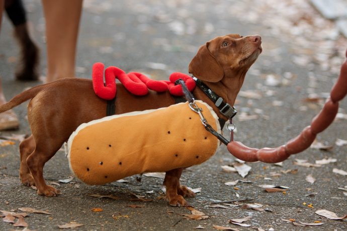 ホットドッグをモチーフにした犬の服