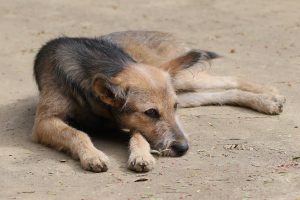 野犬