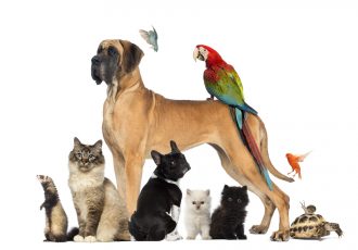 犬、猫、鳥、ウサギ