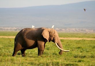 アフリカのサバンナにいる象