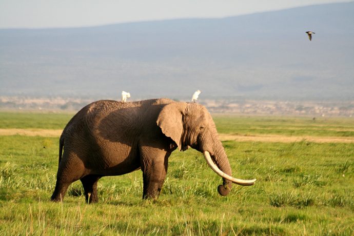 アフリカのサバンナにいる象
