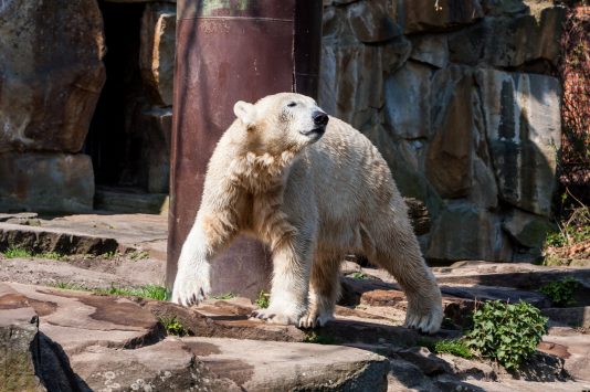 Zoologischer Garten