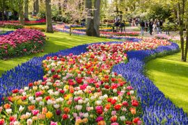 Keukenhof