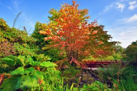 Royal Botanic Garden Edinburgh