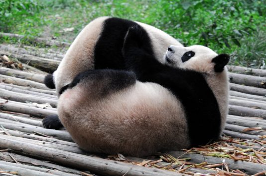 shanghai zoo