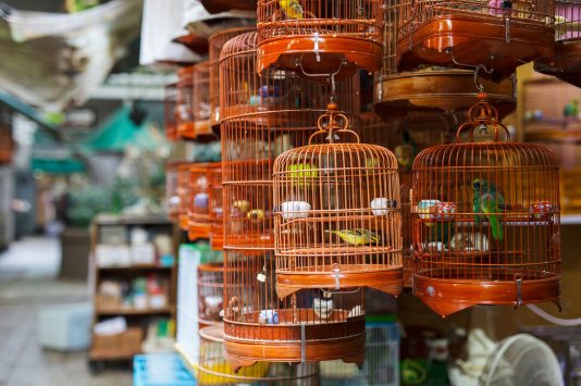 香港の鳥市 鳥かご 30年前場購入 バードガーデンでのお土産情報、料金