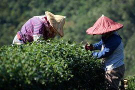 Ping-Lin Tea Museum