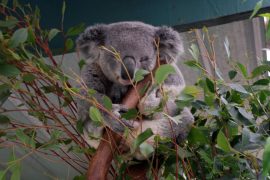 Featherdale Wildlife Park