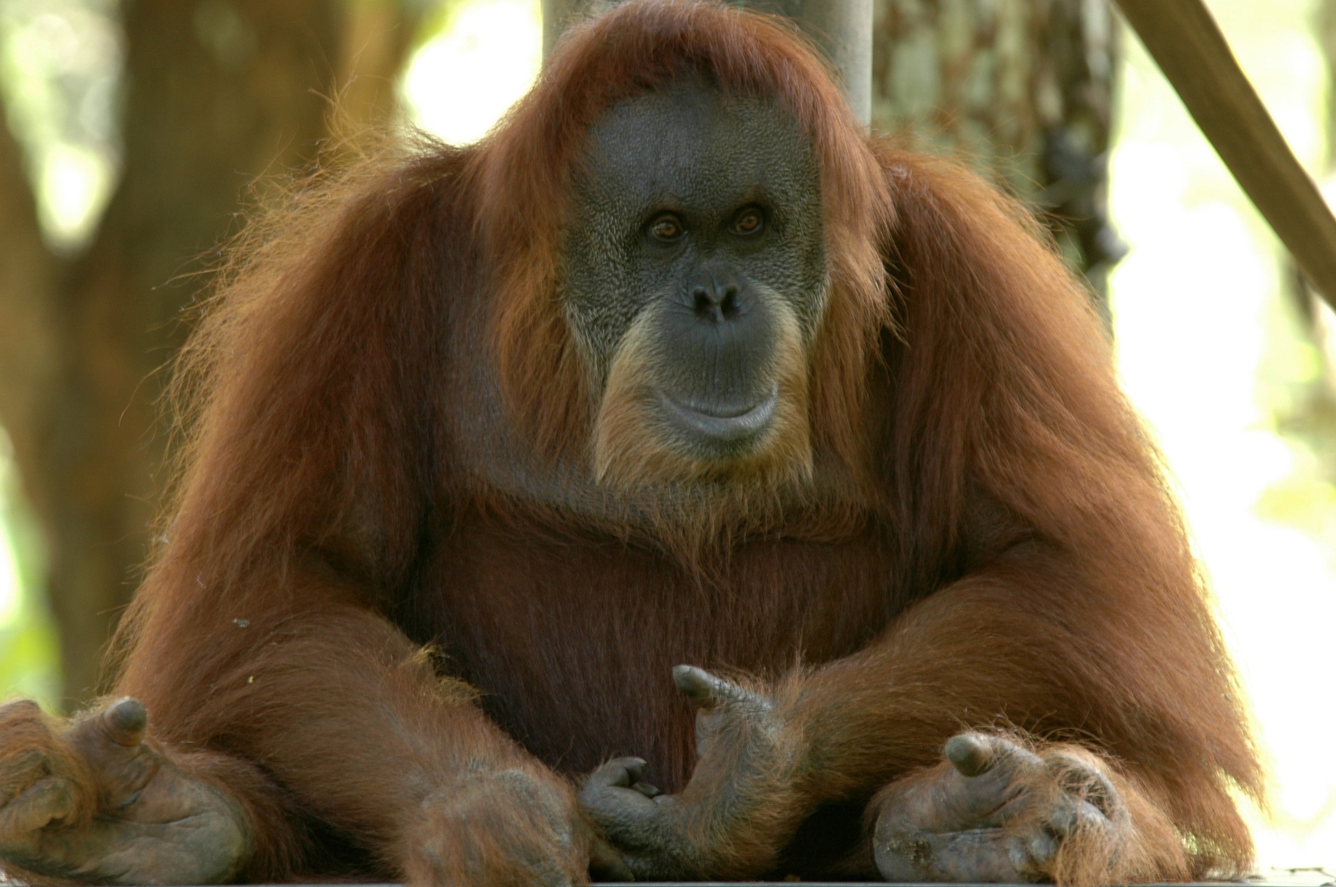 マレーシア国立動物園の観光情報 料金 行き方 営業時間 Howtravel