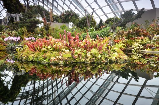 Singapore Botanical Gardens