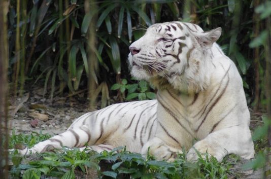 シンガポール動物園の観光情報 料金 行き方 営業時間 Howtravel