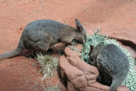 Sydney WildlifeWorld