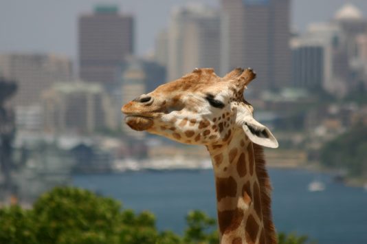 Taronga Zoo