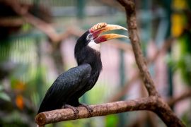 Jurong Bird Park