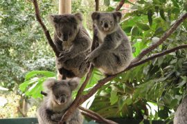 Koala Park Sanctuary