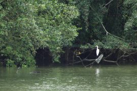 Sungei Buloh Wetland Reserve