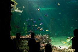 Sydney Aquarium