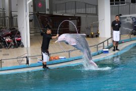 Underwater World and Dolphin Lagoon