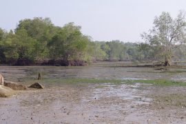 chek jawa