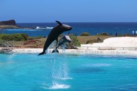 Sea Life Park Hawaii