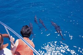 gua-dolphin-watching