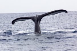 slick_haw-whale-watching_100