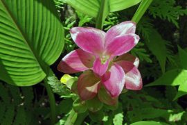 Hawaii Tropical Botanical Garden