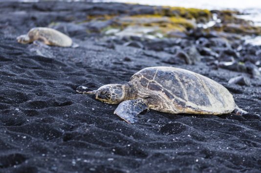 プナルウ黒砂海岸の観光情報 歴史 料金 行き方 営業時間 Howtravel プナルウ黒砂海岸の観光情報 歴史 料金 行き方 営業時間 Howtravel