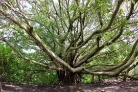 The Banyan Tree