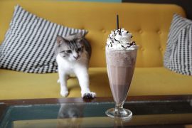 イタリアミラノCrazy Cat Cafeの店内