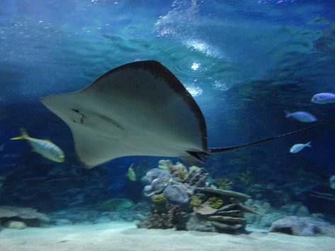 イスタンブール水族館のエイが泳ぐ姿