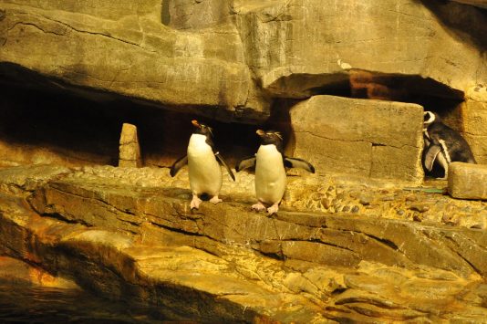 シェッド水族館のペンギン