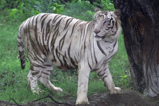 国立動物園のホワイトタイガー