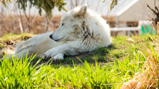 トロント動物園の観光情報 料金 行き方 営業時間 Howtravel トロント動物園の観光情報 料金 行き方 営業時間 Howtravel